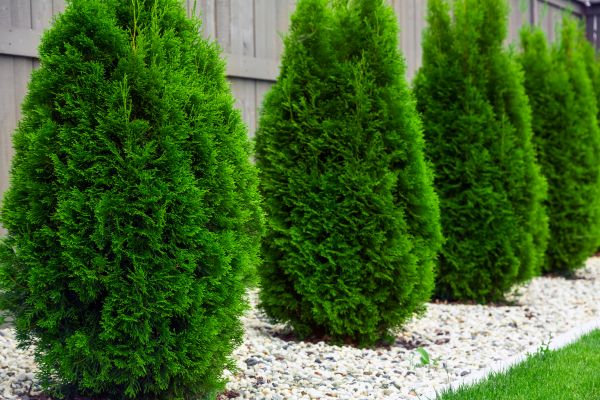 Arborvitae Planting in El Paso