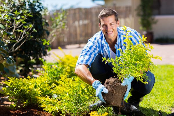 Bush Planting Service in El Paso