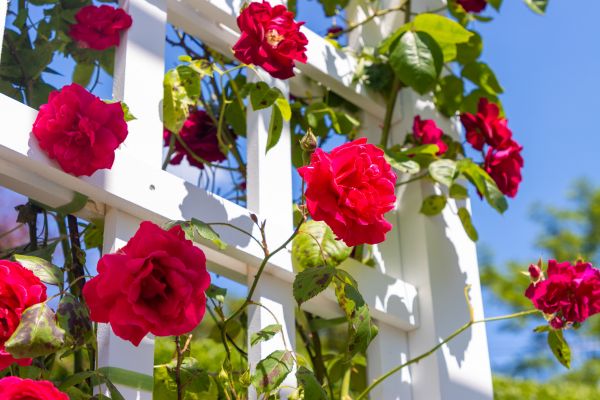 Home Gardening Service in El Paso