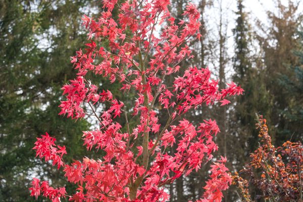 Japanese Maple Planting in El Paso