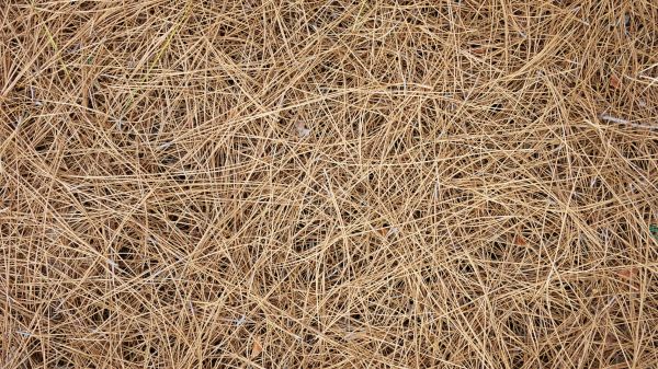 Pine Needles Delivery in El Paso