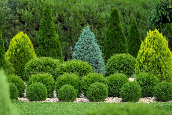 Shrub Replacement in El Paso