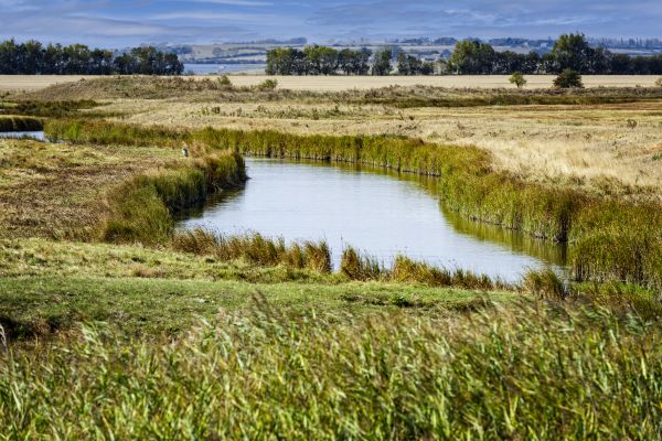 Swale Landscaping in El Paso