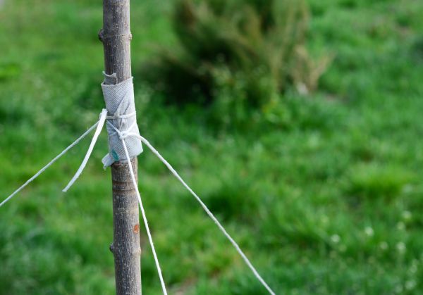 Tree Staking Service in El Paso