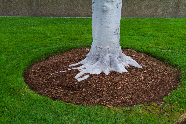 Brown Mulch Installation in El Paso