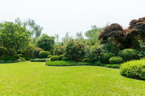 Tree Landscaping in El Paso