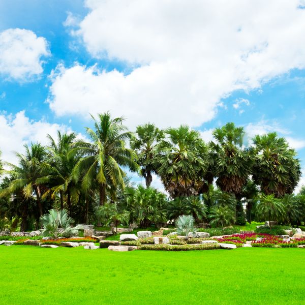 Tropical Landscaping in El Paso