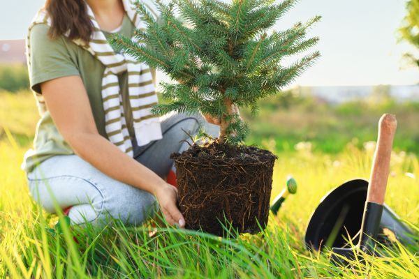 Spruce Tree Planting in El Paso