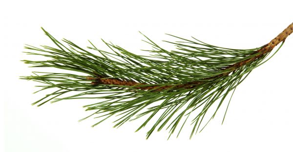 Pine Needles Installation in El Paso