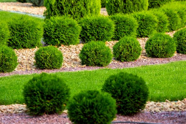 Bush Installation in El Paso