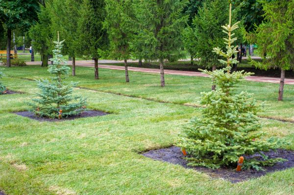Privacy Trees Planting in El Paso
