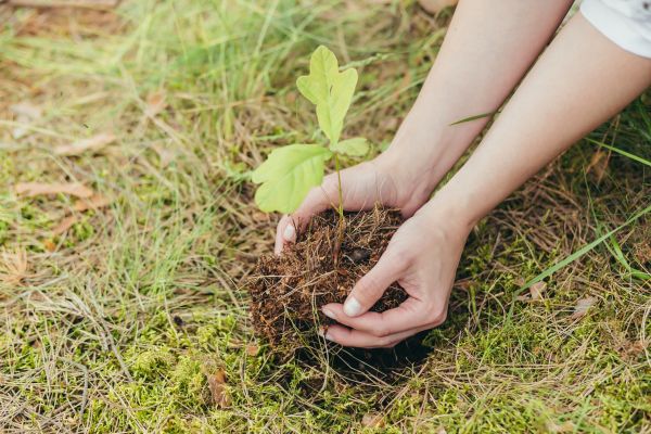 Oak Tree Planting in El Paso