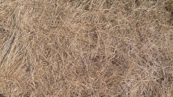 Pine Straw Replacement in El Paso