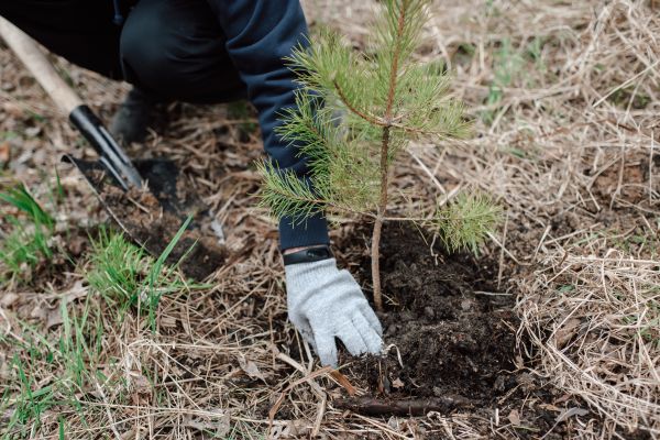 Pine Tree Planting in El Paso