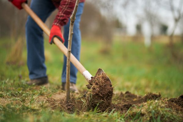 Trees Planting in El Paso