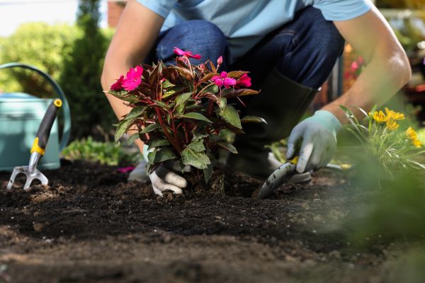 Plant Replacement in El Paso