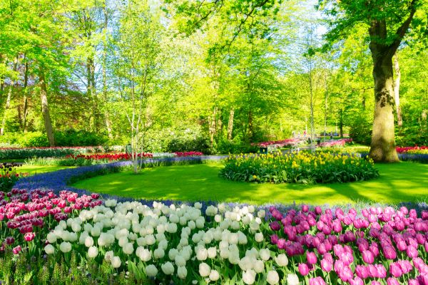 Flower Landscaping in El Paso