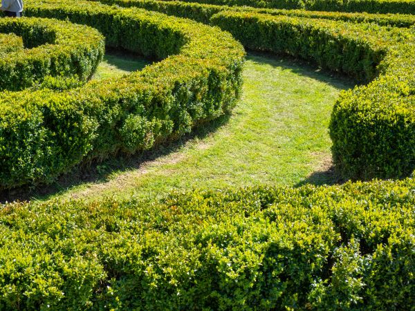 Bush Landscaping in El Paso
