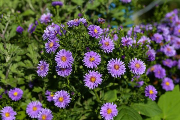 Perennial Flower Planting in El Paso