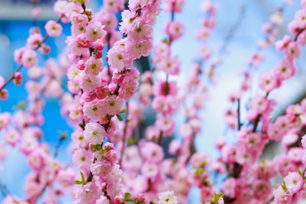 Japanese Cherry Tree Planting in El Paso