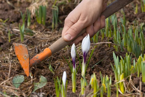 Flower Garden Weeding in El Paso
