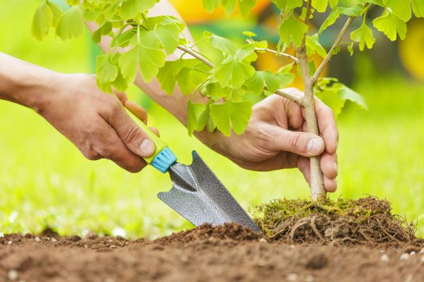 Fruit Tree Planting in El Paso