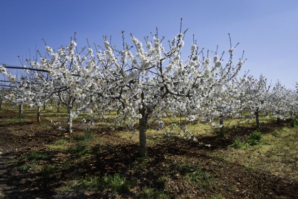 Orchard Planting in El Paso