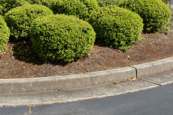 Pine Mulch Installation in El Paso