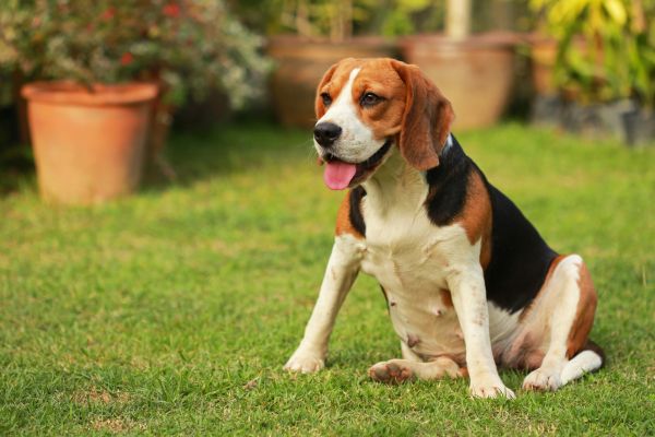 Dog Friendly Landscaping in El Paso