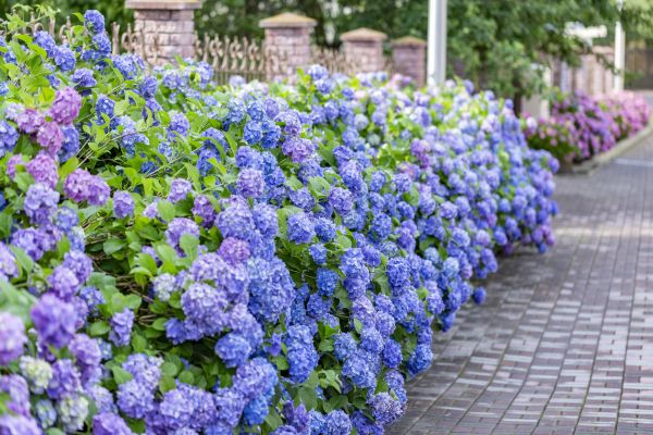 Hydrangea Landscaping in El Paso