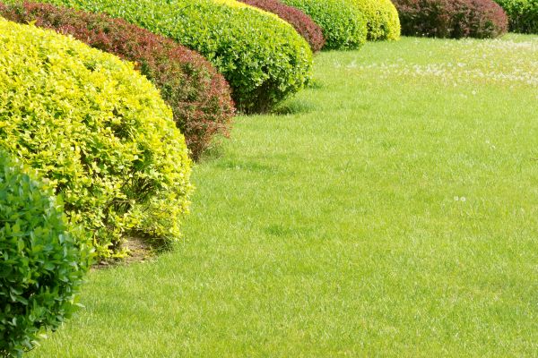Shrubbery Planting in El Paso