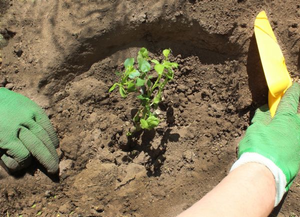 Rose Bush Planting in El Paso