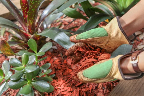 Residential Mulching in El Paso