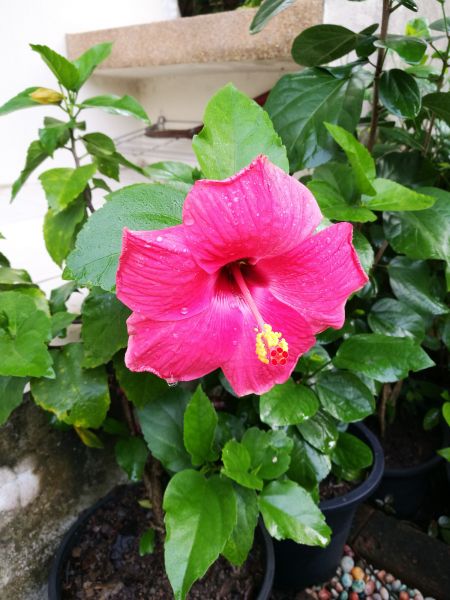 Hibiscus Planting in El Paso