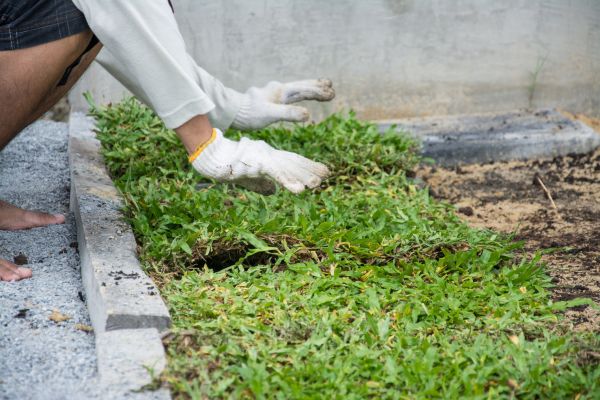 Ground Cover Planting in El Paso