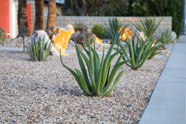 Drought Resistant Landscaping in El Paso