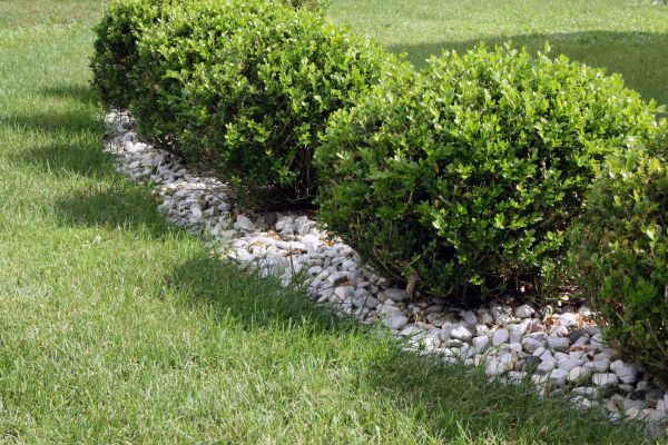 Boxwood Planting in El Paso