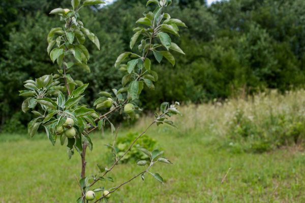 Apple Tree Planting in El Paso