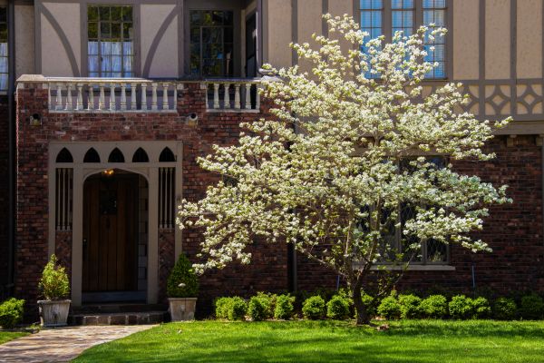 Dogwood Tree Planting in El Paso